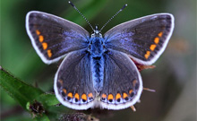 Butterfly World